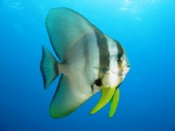 This batfish was curiously swimming around me during safe... by Mohan Thanabalan 